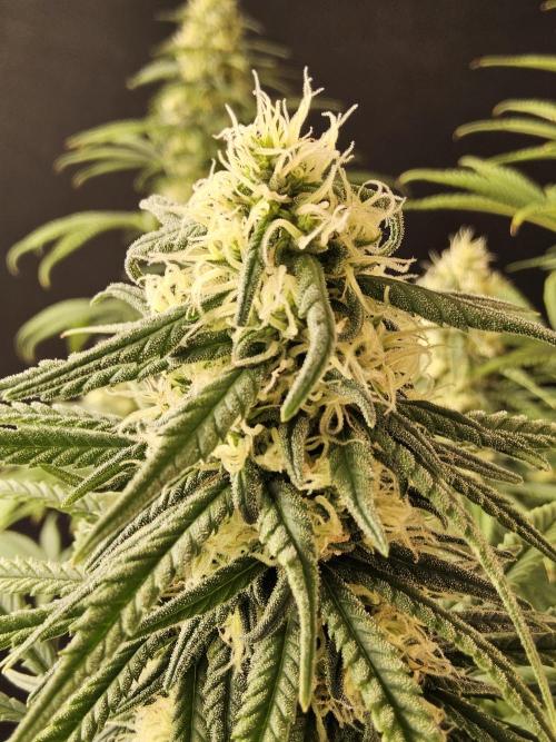 Freaky Skunk. Week 14