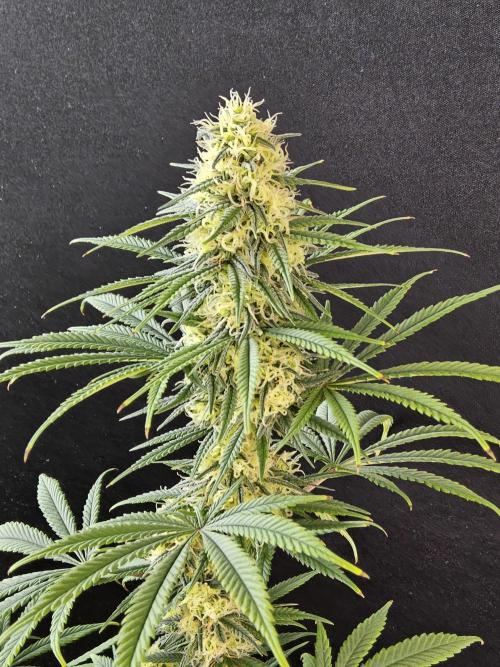 Freaky Skunk. Week 14