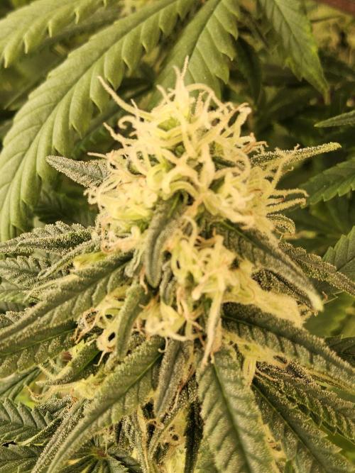 Freaky Skunk. Week 14