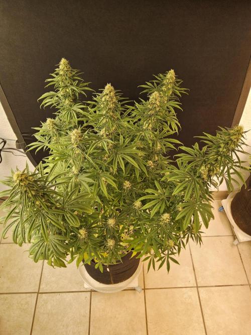 Freaky Skunk. Week 14