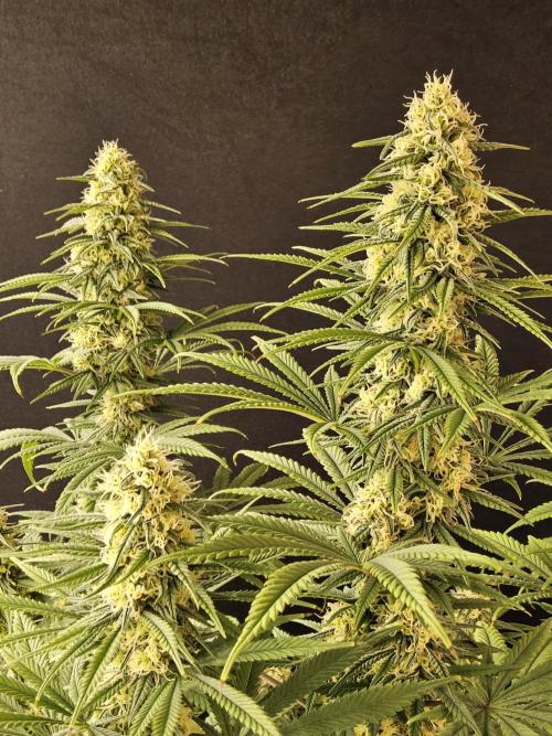 Freaky Skunk. Week 14