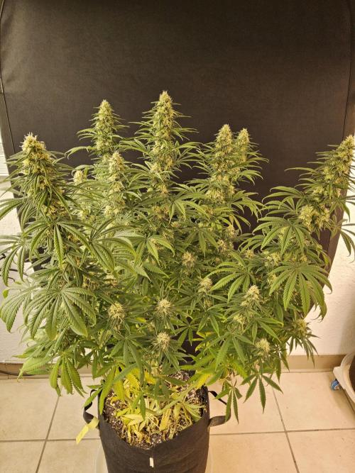 Freaky Skunk. Week 14