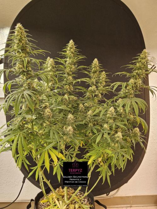 Freaky Skunk. Week 14