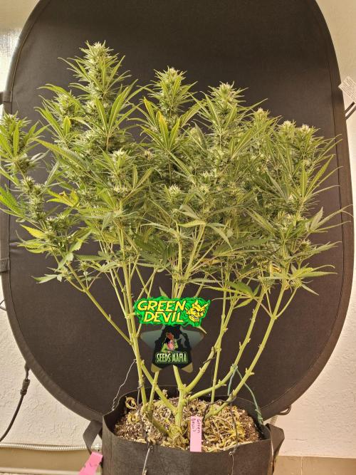 Mafia Devil. Week 14