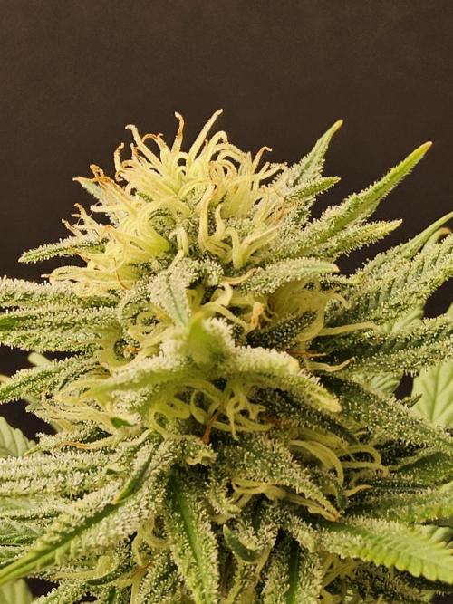 Mafia Devil. Week 14