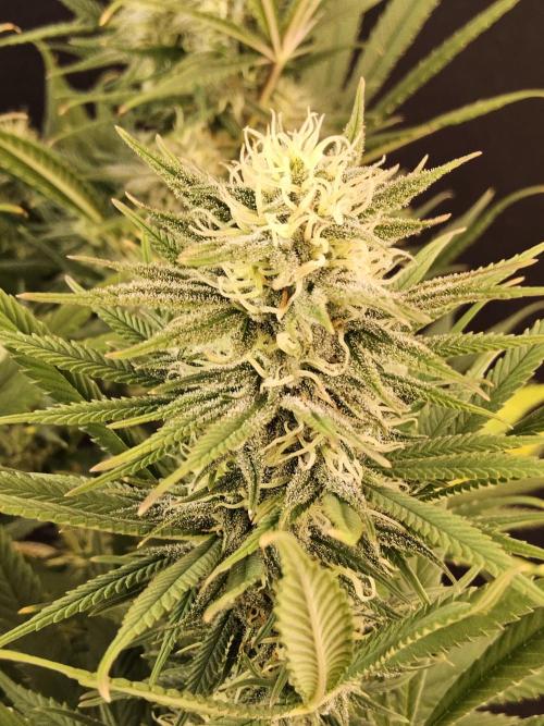 Mafia Devil. Week 14