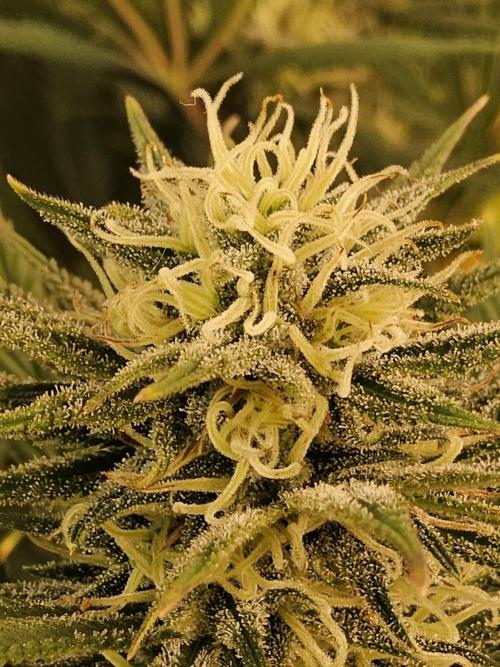 Mafia Devil. Week 14