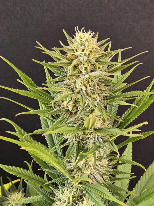 Mafia Devil. Week 14