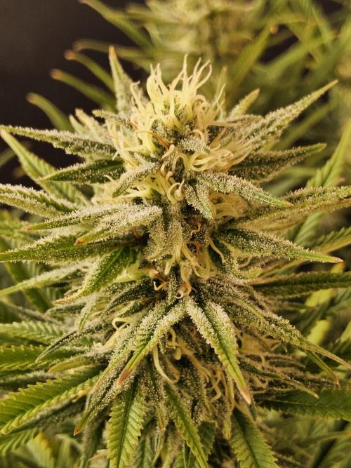 Mafia Devil. Week 14