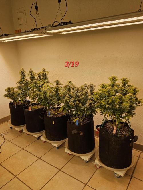 Pure Skunk Go Fast. Week 13