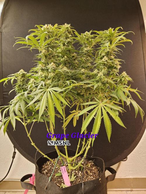 Grape Glacier. Week 13