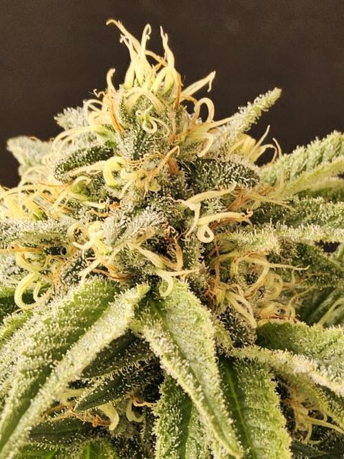 Grape Glacier. Week 13