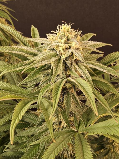 Grape Glacier. Week 13