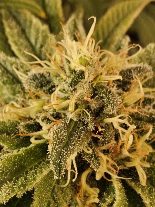 Grape Glacier. Week 13
