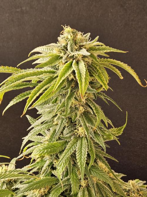 Grape Glacier. Week 13