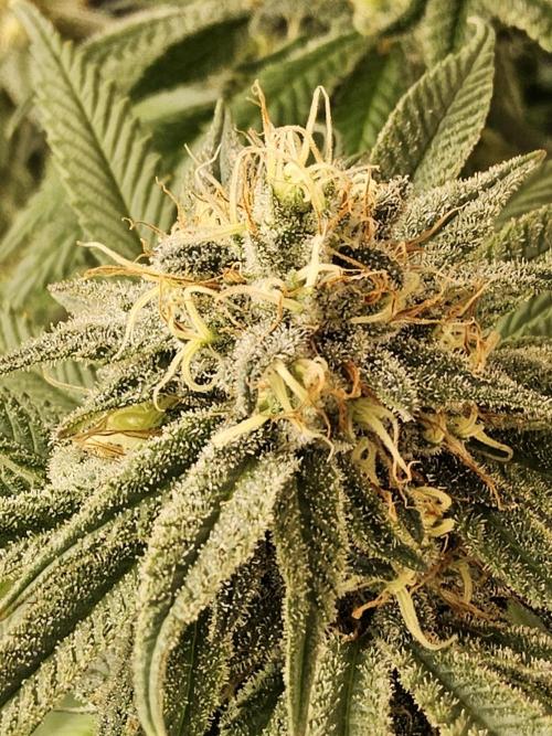 Grape Glacier. Week 13