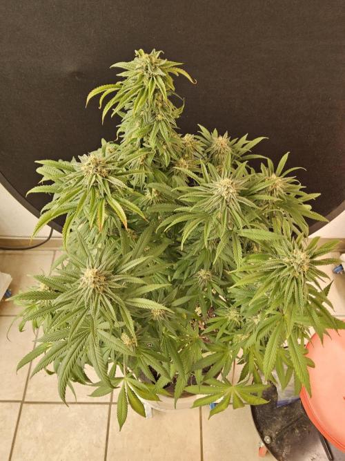 Grape Glacier. Week 13