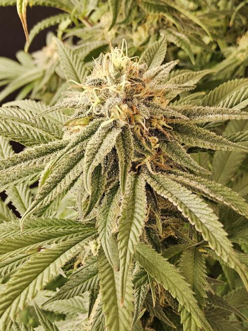 Grape Glacier. Week 13