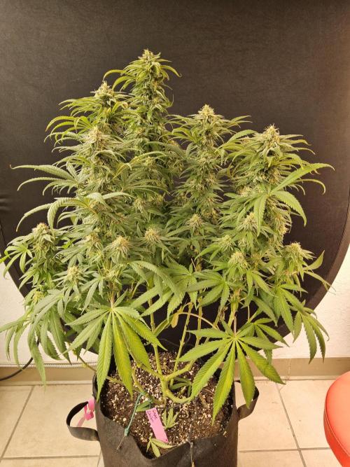 Grape Glacier. Week 13