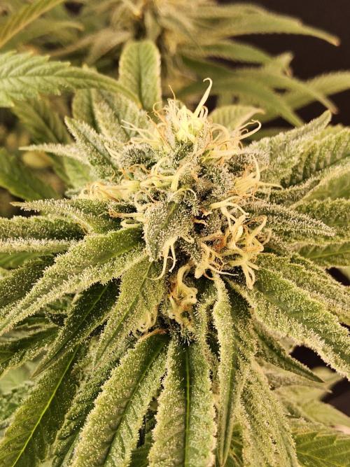 Grape Glacier. Week 13