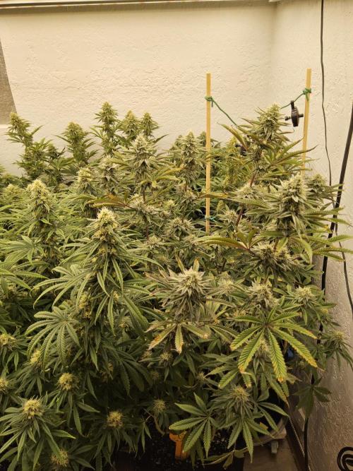 Grape Glacier. Week 13