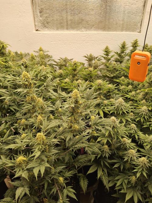 Grape Glacier. Week 13