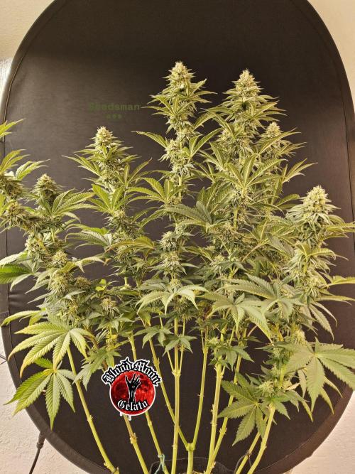 Seedsman Blood. Week 14