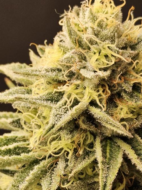 Seedsman Blood. Week 14