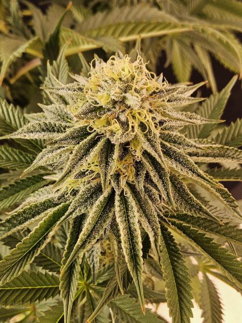 Seedsman Blood. Week 14