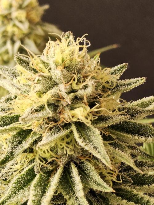 Seedsman Blood. Week 14