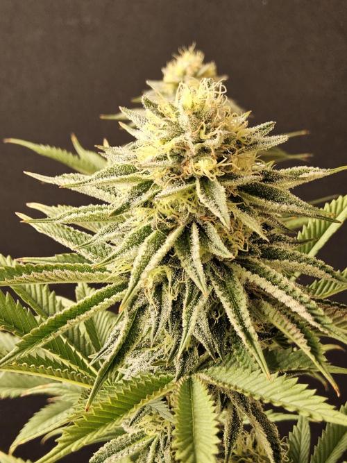 Seedsman Blood. Week 14