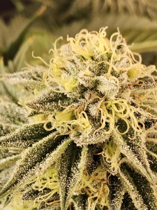 Seedsman Blood. Week 14