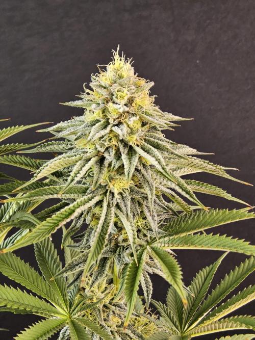 Seedsman Blood. Week 14