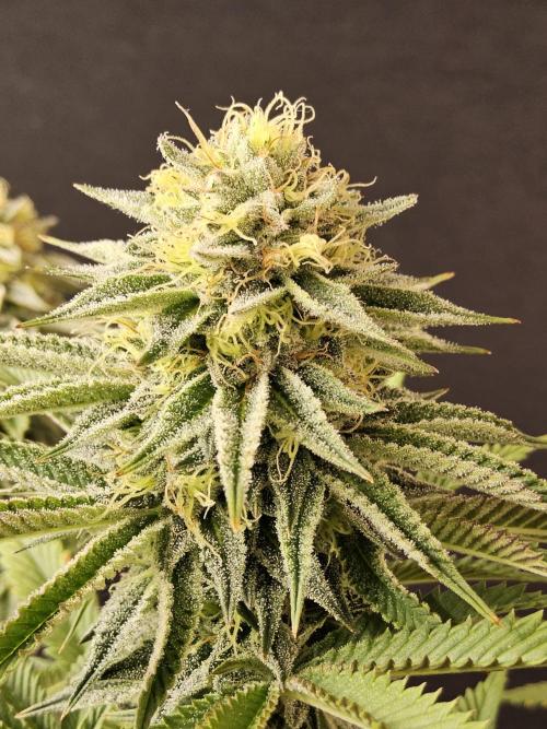 Seedsman Blood. Week 14