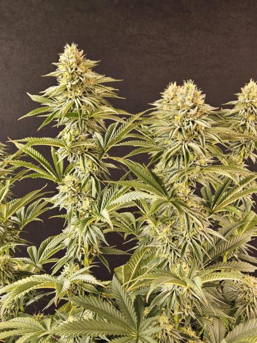 Seedsman Blood. Week 14