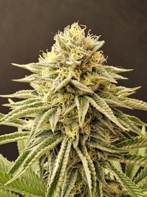 Seedsman Blood. Week 14