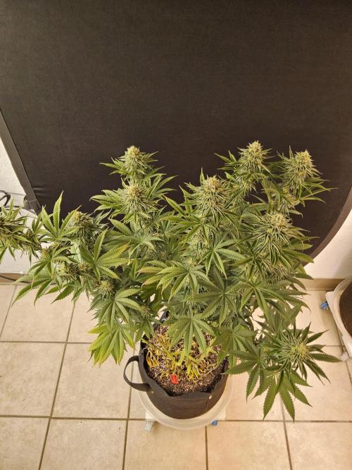 Seedsman Blood. Week 14