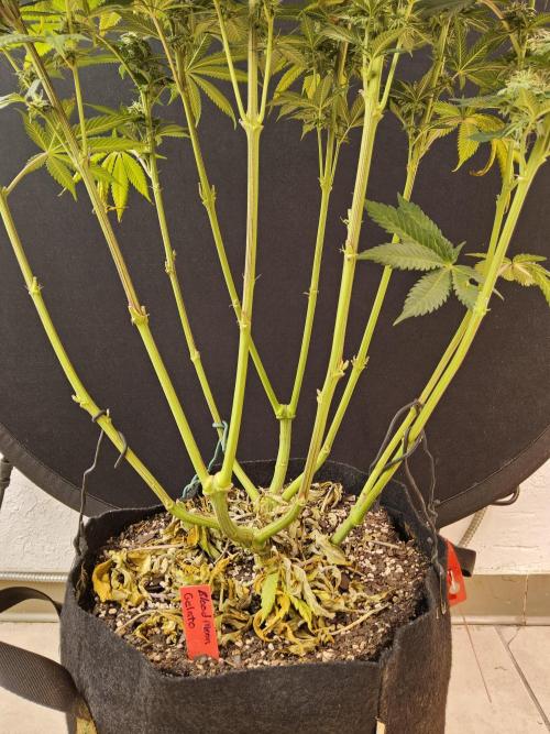 Seedsman Blood. Week 14
