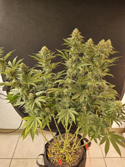 Seedsman Blood. Week 14