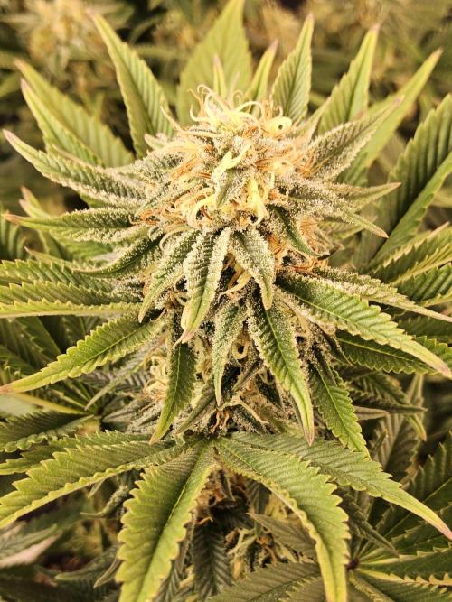 The Truffle of MSNL. Week 13
