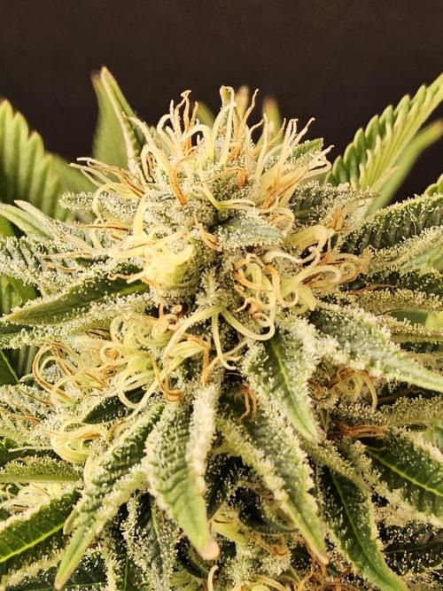 The Truffle of MSNL. Week 13