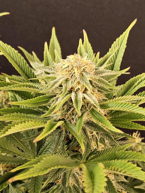 The Truffle of MSNL. Week 13