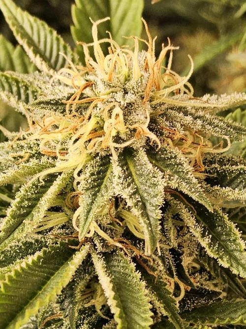 The Truffle of MSNL. Week 13