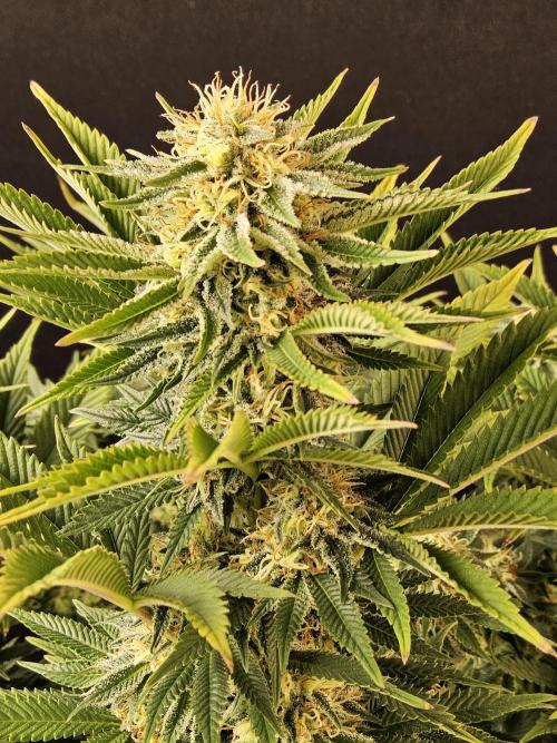 The Truffle of MSNL. Week 13