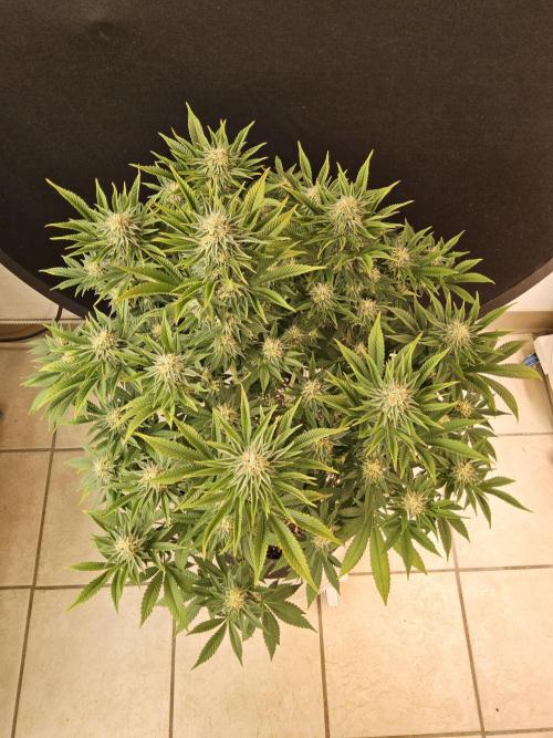 The Truffle of MSNL. Week 13
