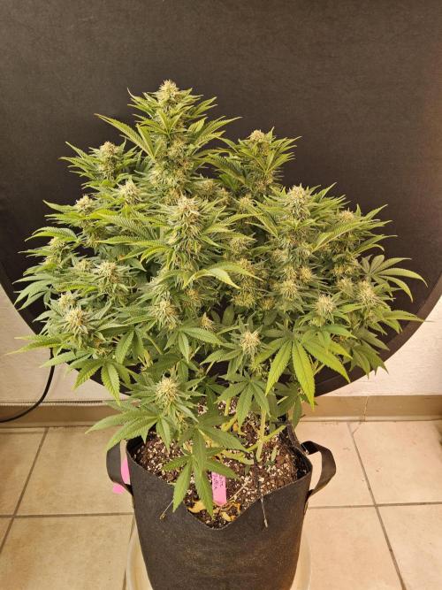 The Truffle of MSNL. Week 13