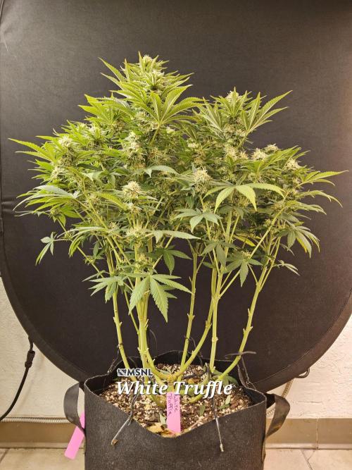 The Truffle of MSNL. Week 13