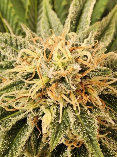 The Truffle of MSNL. Week 13