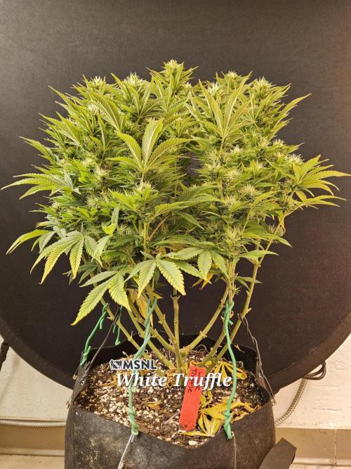 The Truffle of MSNL. Week 13