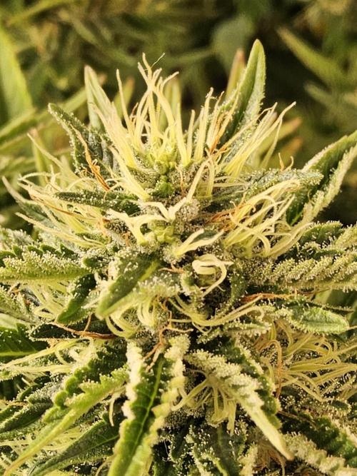 The Truffle of MSNL. Week 13